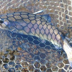 平谷湖フィッシングスポットでサクラマスを狙う